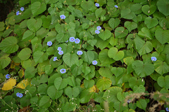 Ipomoea perlonga